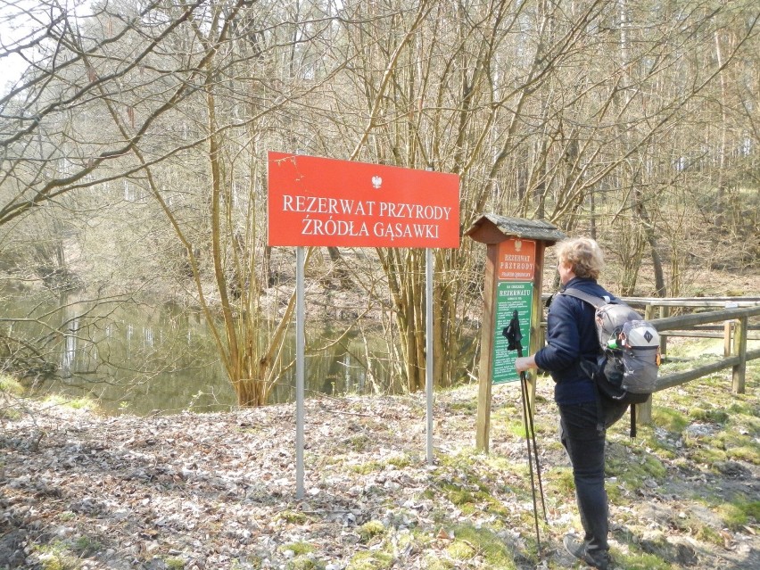 U źródeł Gąsawki utworzono rezerwat przyrody. Rzeka płynie...