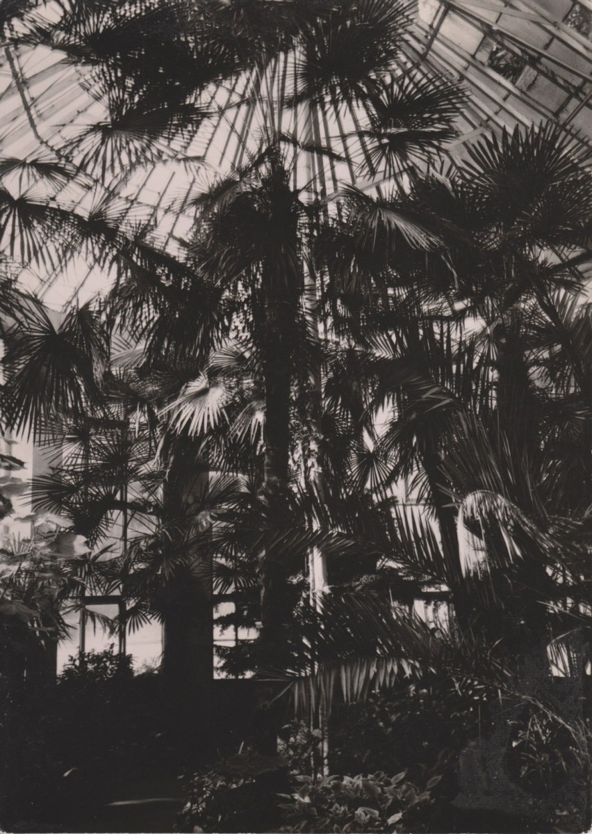 Legendarna oliwska palma umiera? Naukowcy nie wykluczają, że roślinę dobiły prace budowlane