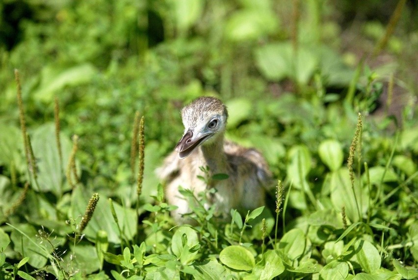 Ponad sto noworodków we wrocławskim zoo (ZDJĘCIA)