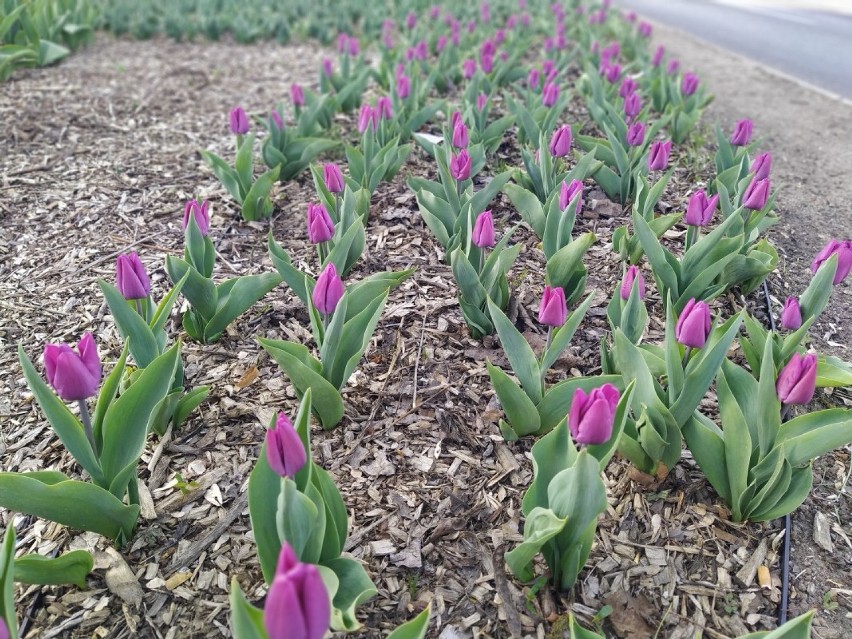 #ZostańwDomu:Poczuj wiosnę z tulipanami! .Tulipany zaczynają kwitnąć na całej długości ul. Dworcowej 