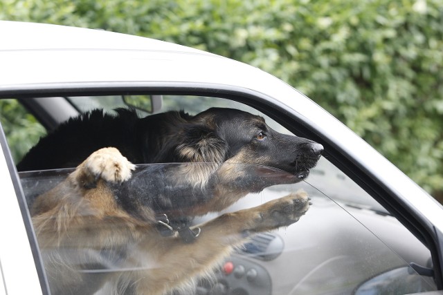 Policjanci ze Złotoryi uratowali konającego psa - zdjęcie ilustracyjne