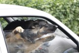 Policjanci ze Złotoryi uratowali konającego psa