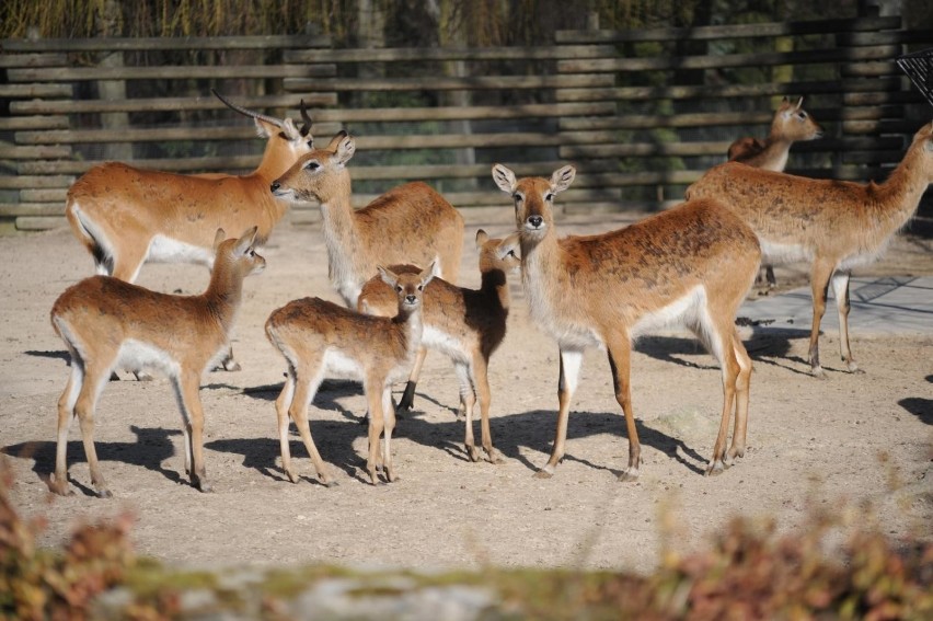 Kraków. Już wkrótce ponowne otwarcie krakowskiego zoo. Znamy datę!