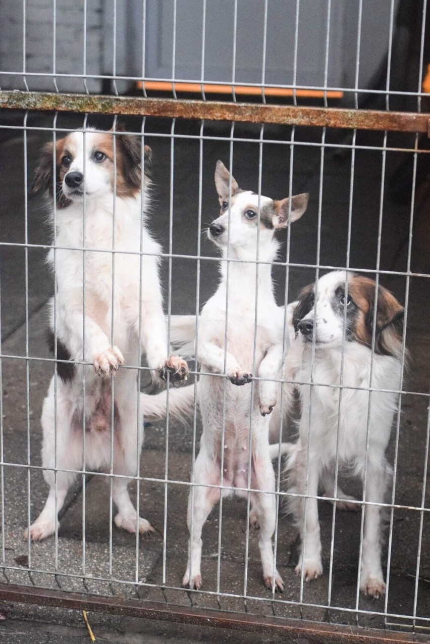 Psy odebrane od właścicieli z Dobrosułowia są w coraz...