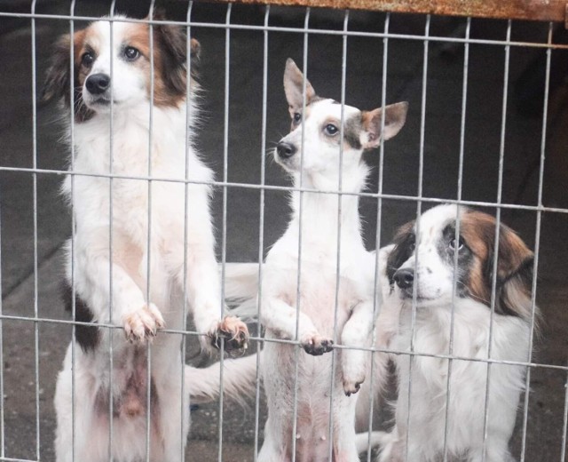 Psy odebrane od właścicieli z Dobrosułowia są w coraz lepszym stanie.
