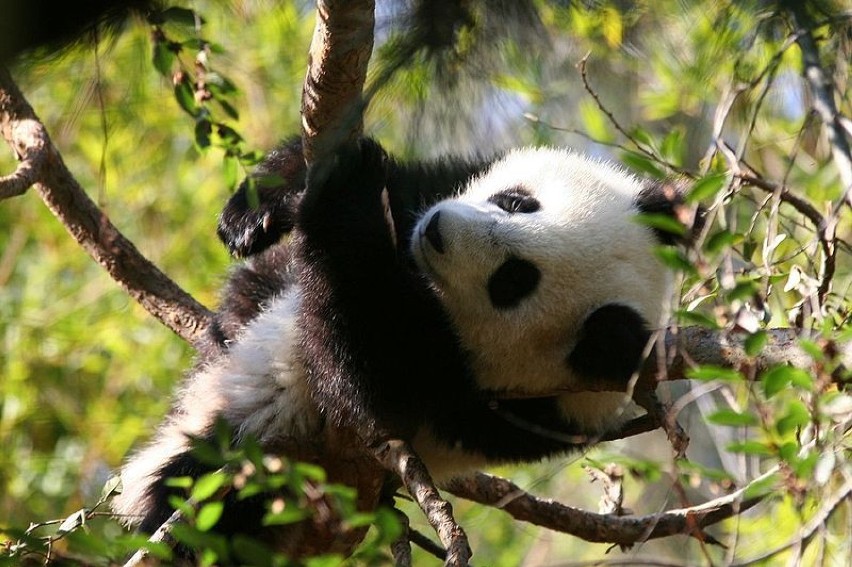 Kwietna Panda w Warszawie! Tego nie da się przeoczyć