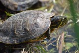 Żółwie zadomowiły się w stawie obok Urzędu Miasta w Sieradzu ZDJĘCIA