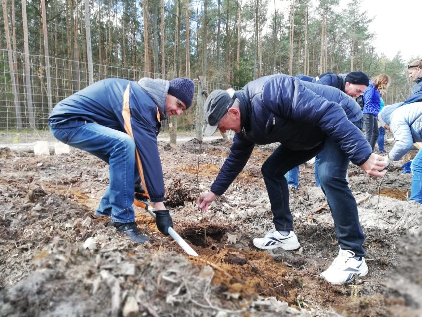 Przedstawiciele naszych gmin posadzili „Las Samorządowy” [GALERIA ZDJĘĆ]