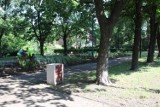 Setki nowych drzew i krzewów. W Katowicach trwa "Akcja dzielnica" ZDJĘCIA