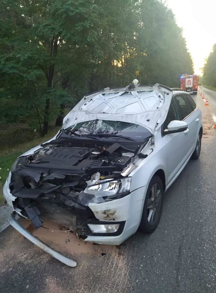 Samochód zderzył się z dzikiem na drodze wojewódzkiej 443