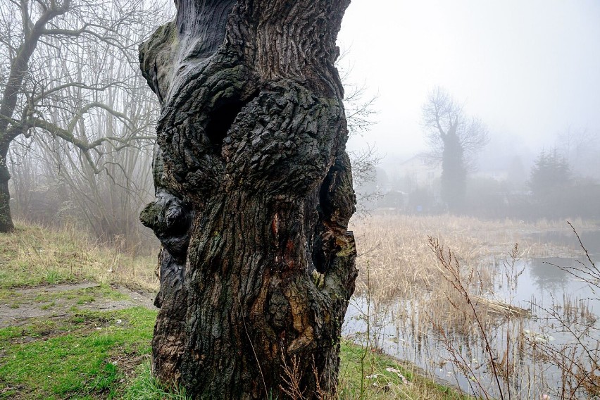 Czy dąb Chwalibóg, jedno z najstarszych drzew w Wałbrzychu wygra walkę o życie ? (WIDEO)