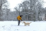 Park Książecy w Zatoniu pod śniegiem. Zima zmienia to miejsce w piękną, mroźną krainę