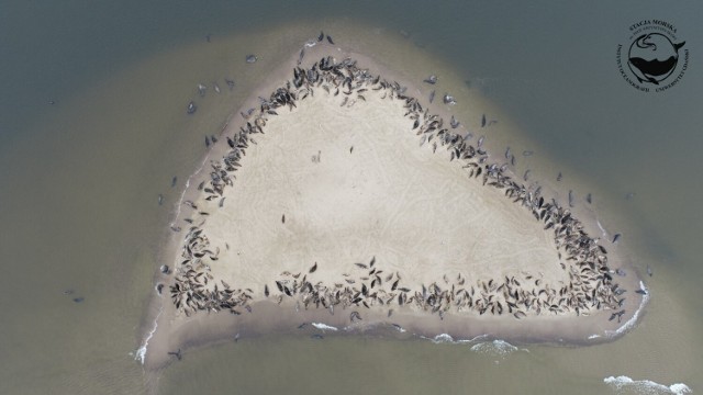 Jeden z pracowników Stacji Morskiej im. Profesora Krzysztofa Skóry IO UG wykonał zdjęcie, na którym uwieczniono blisko 600 fok.