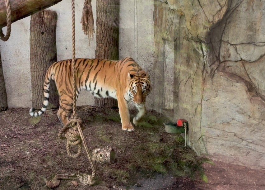 Tygrysie trojaczki są zdrowe i szybko rosną.