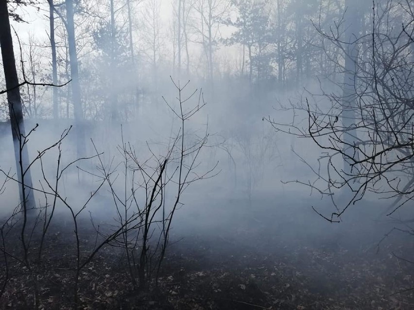 Strażacy gasili pożary lasów w gminie Kamieńsk i sterty słomy w Wiewiórowie [ZDJĘCIA]