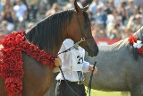 Dni Konia Arabskiego w Janowie Podlaskim już w sierpniu