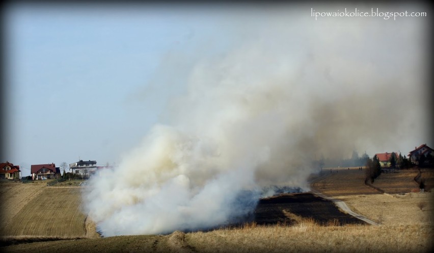 Pożar traw w Lipowej [4 marca]