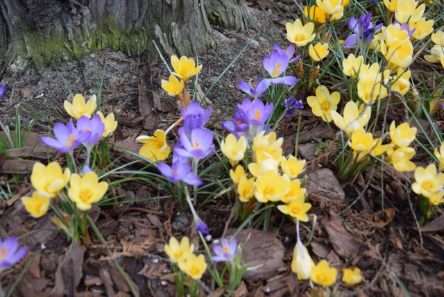 Pierwsze oznaki wiosny w Parku Śląskim. Kwitną krokusy i przebiśniegi ZDJĘCIA