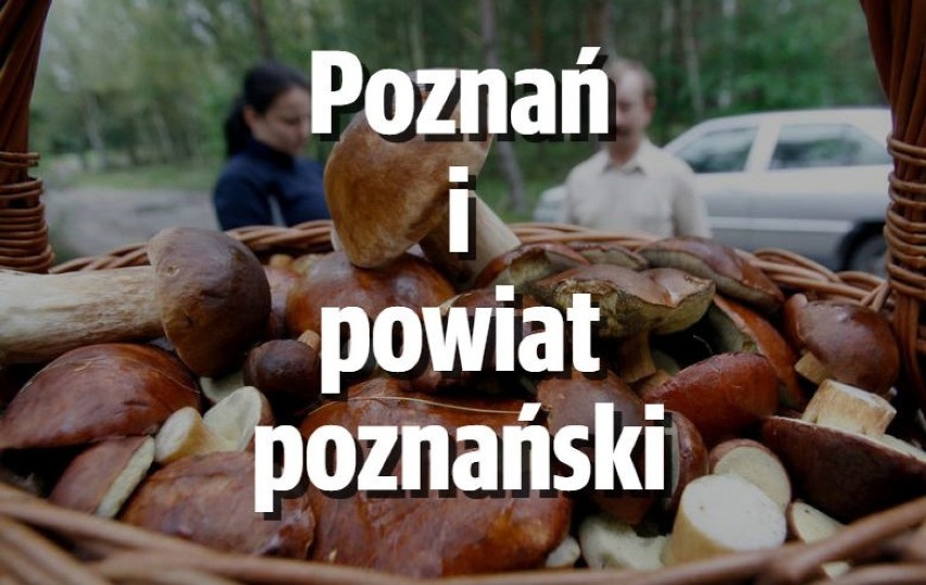 Poznań
W lasach leżących w granicach miasta są jeszcze...