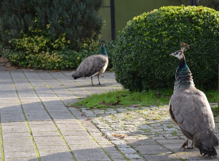 Jesień w zoo w Opolu