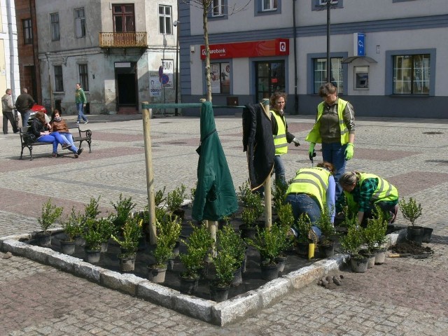 -&nbsp;Prace powinny zakończyć się jeszcze w tym tygodniu - mówi Jarosław Piaskowski, koordynator prac. - Na rynku w 8 nowych punktach zieleni pojawi się 8 platanów i 480 wiecznie zielonych bukszpanów.