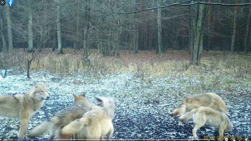 Wilcza rodzina nagrana w Czerniejewie! Ich spacer uchwyciła kamera