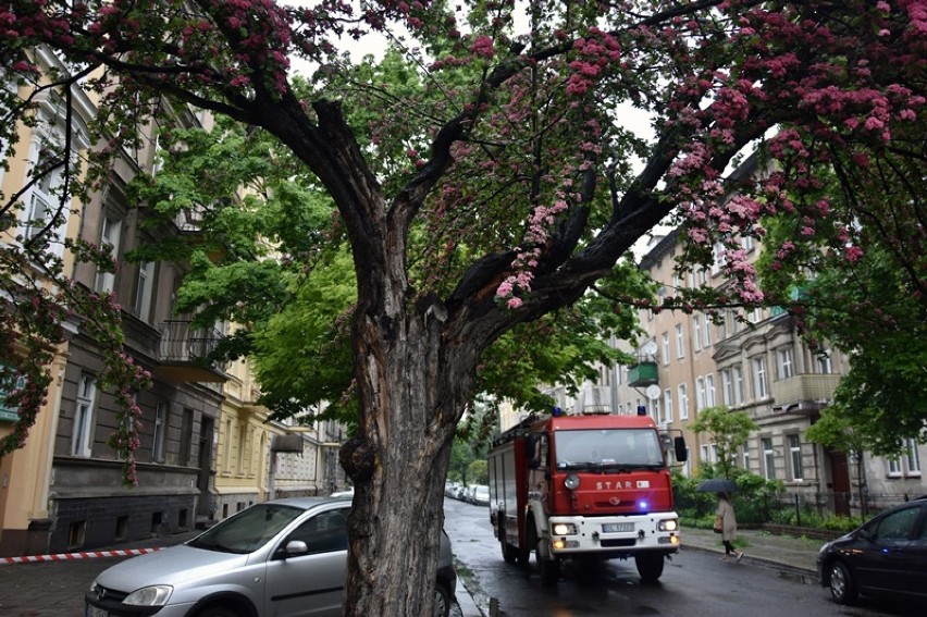 Było zagrożenie, strażacy wycięli drzewo w Legnicy [ZDJĘCIA]