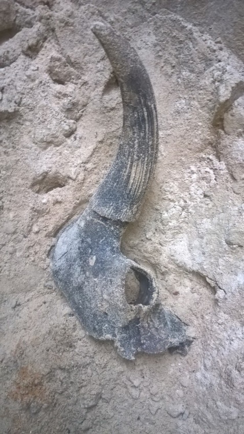 Znalezisko na budowie metra. Na Bródnie wykopano kości tura sprzed ośmiu tysięcy lat