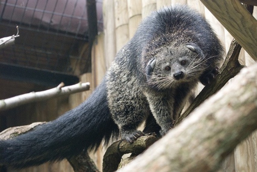 Kraków. Mangustoliski afrykańskie i binturongi orientalne zamieszkały w zoo