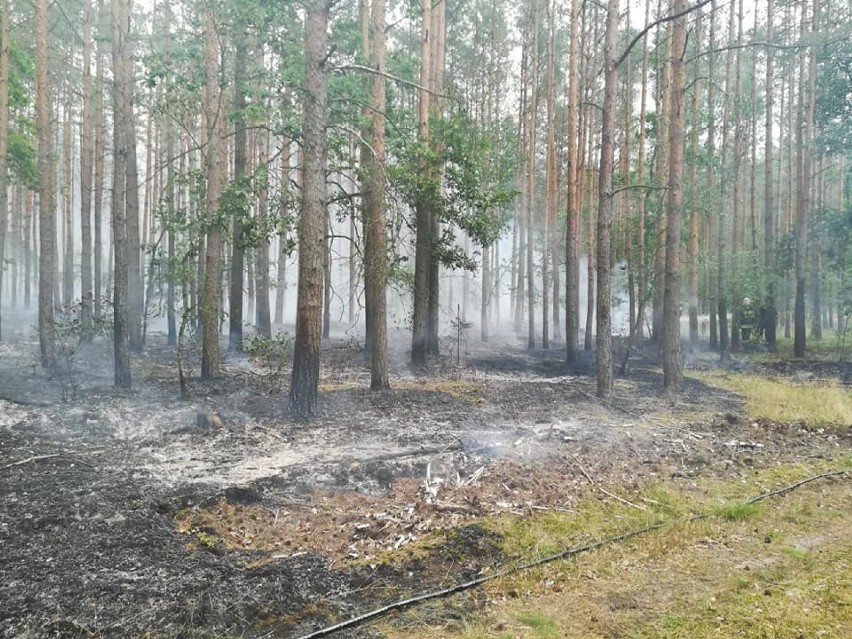 5 tysięcy złotych nagrody za wskazanie sprawcy podpaleń lasów w okolicach Goleniowa