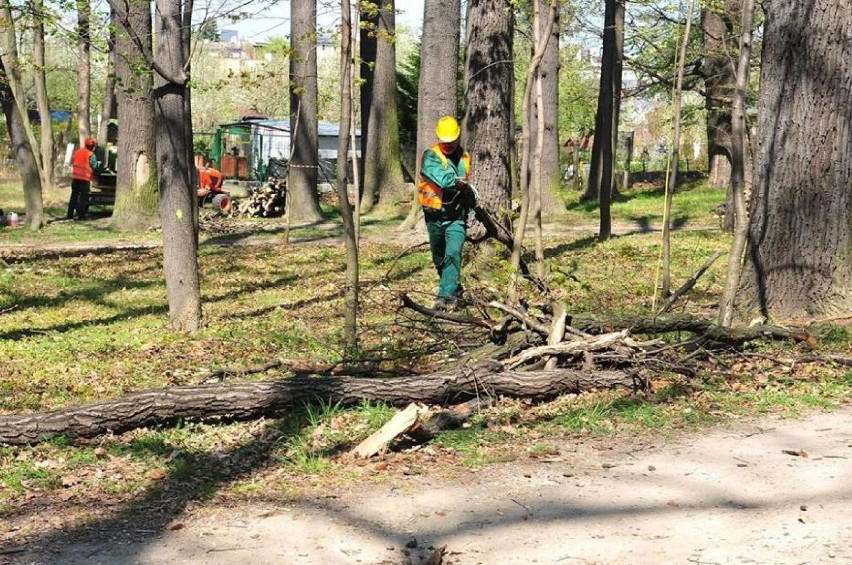 Trwa rewitalizacja Parku Młodzieżowego w Świdnicy. Usuwają krzewy, samosiejki i chore drzewa