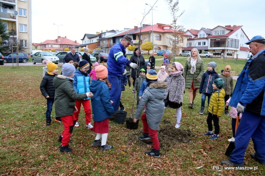 Staszowskie przedszkolaki sadziły drzewa i krzewy dla pszczół. Pomagali burmistrzowie (ZDJĘCIA)