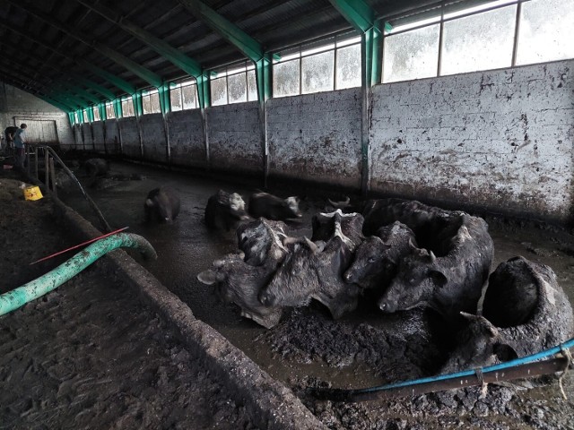 Dramat krów w Kwiku. Przed Sądem Rejonowym w Piszu rusza proces o znęcanie z szczególnym okrucieństwem nad zwierzętami gospodarskimi