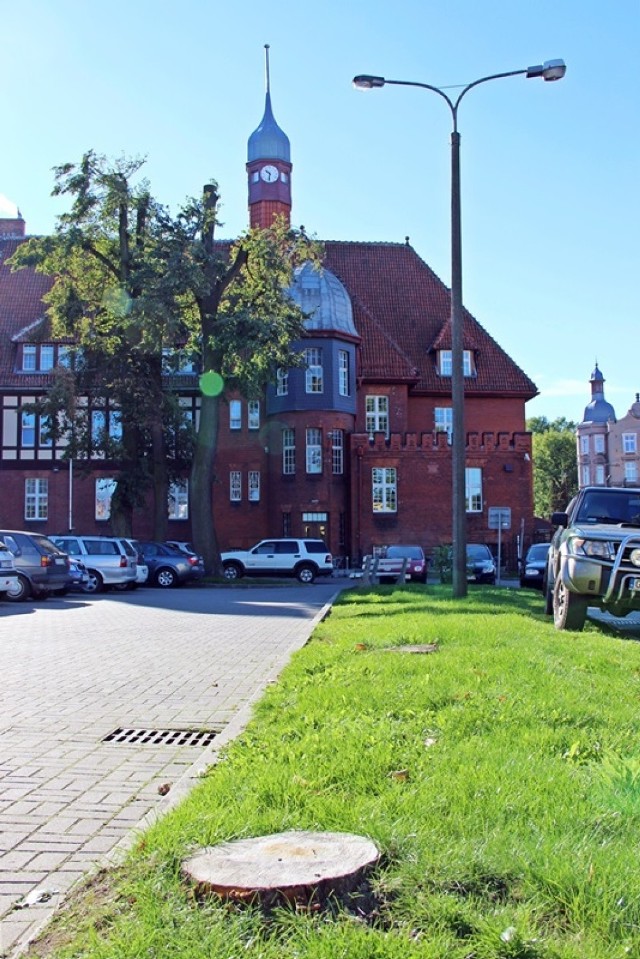 Po drzewach na parkingu przy Urzędzie Miejskim w Tczewie pozostały tylko kikuty pni...