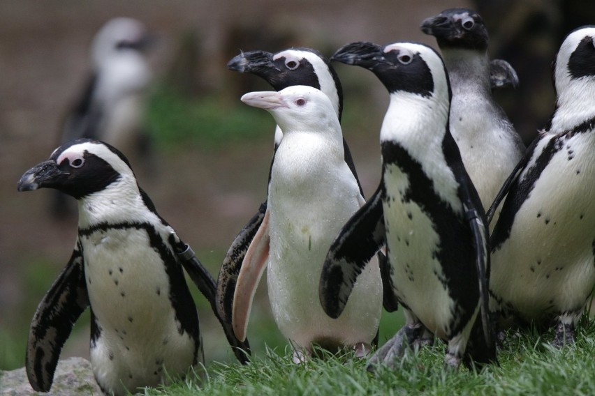 Biały pingwin z gdańskiego zoo to dziewczynka. Pomóż wybrać dla niej imię! 