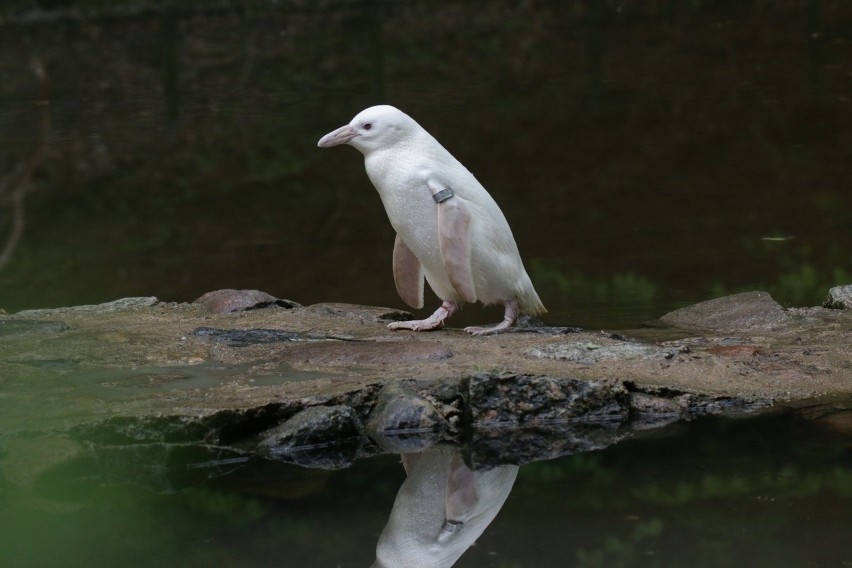 Biały pingwin z gdańskiego zoo to dziewczynka. Pomóż wybrać dla niej imię! 