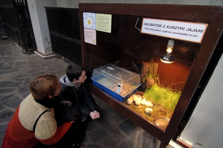 Kurczaczki wykluwały się w wielkanocny poniedziałek we wrocławskim zoo (ZDJĘCIA)