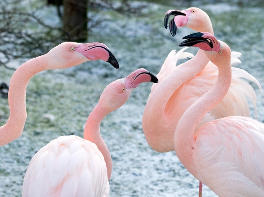 W krakowskim zoo zwierzaki już gotowe na duże mrozy [ZDJĘCIA]