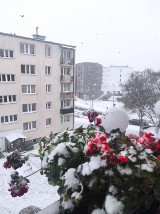  Pierwszy dzień ze śniegiem w powiecie chodzieskim. Zobaczcie zdjęcia czytelników. 
