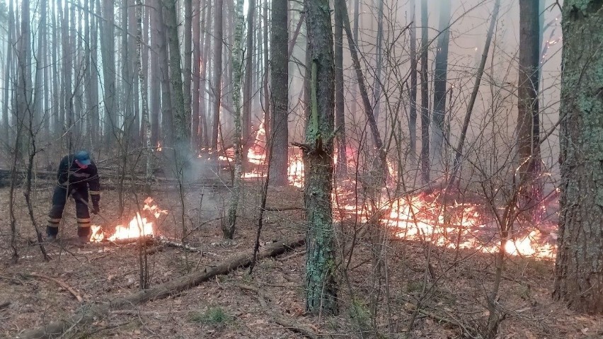 Ogień trawił lasy w pobliżu strefy wykluczenia od 4 kwietnia