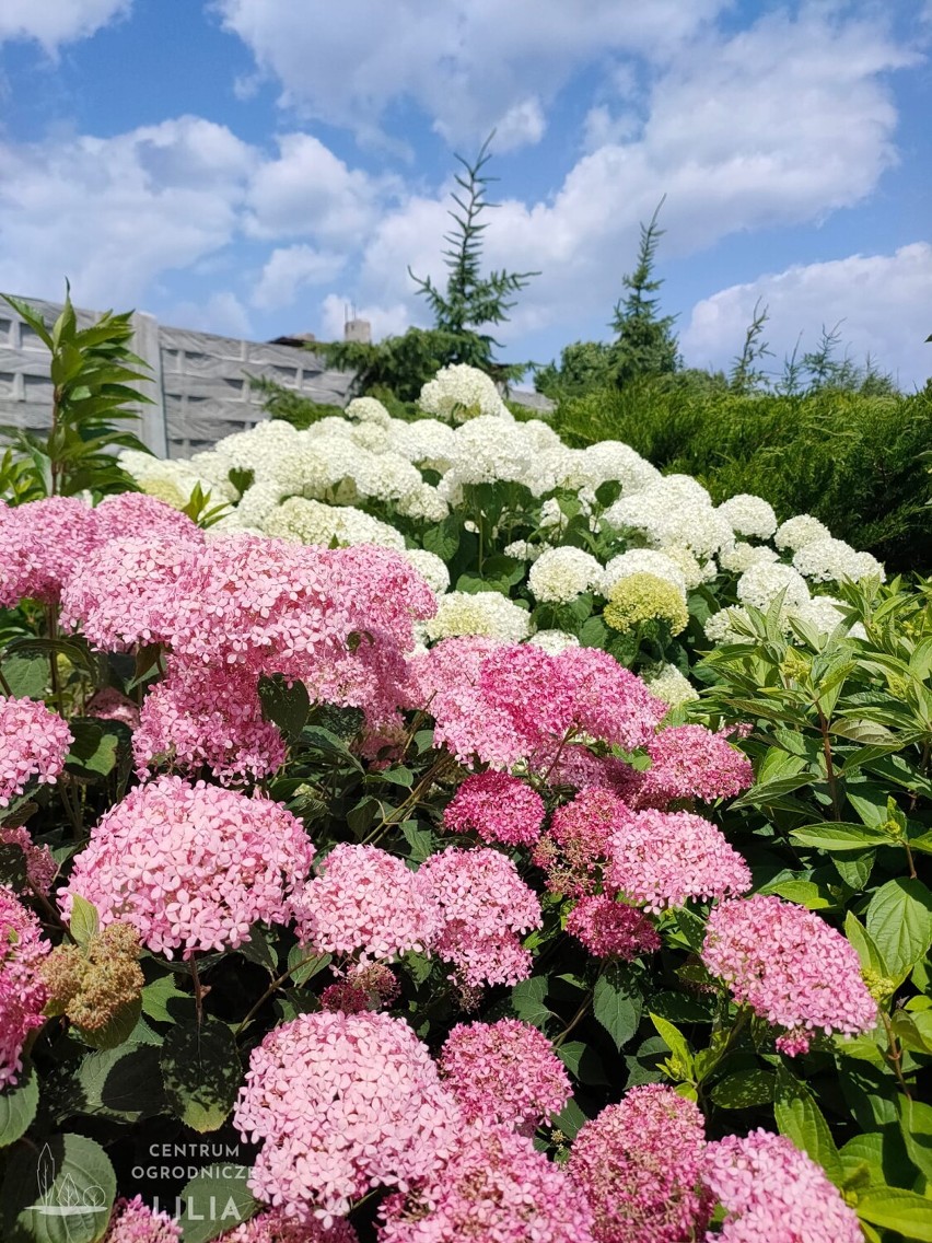 Piękne kwiaty, krzewy, trawy i inne rośliny ogrodowe dostępne w Centrum Ogrodniczym Lilia w Wieluniu