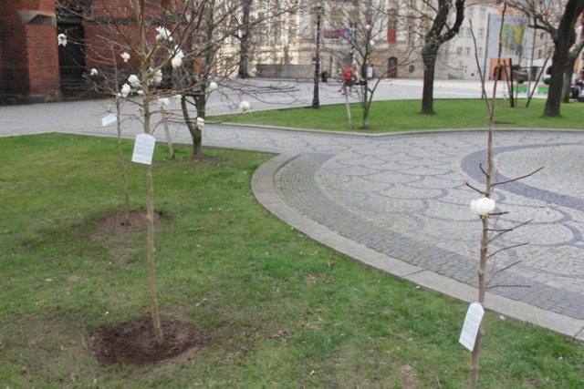 Nasadzenia drzew w Legnicy. Nowe drzewka pojawią się w zamian za chore rośliny