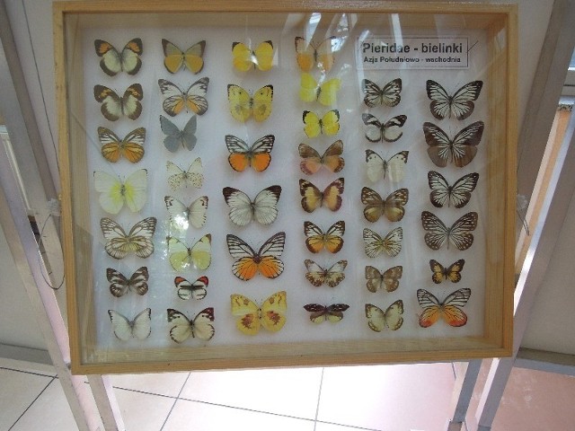 Wystawa motyle i pająki w Palmiarni w Łodzi