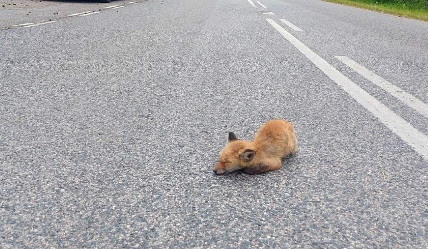 Ranny młody lisek leżał na drodze koło kopalni Grudzeń Las. Dzięki ludziom trafił do osady leśnej w Kole [ZDJĘCIA]