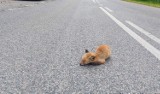 Ranny młody lisek leżał na drodze koło kopalni Grudzeń Las. Dzięki ludziom trafił do osady leśnej w Kole [ZDJĘCIA]