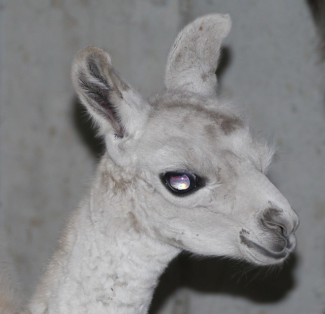 Lama