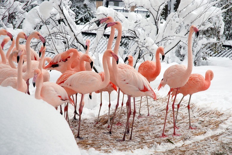 Flamingi na śniegu