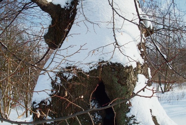 Lipa Witula przypominała baobab.