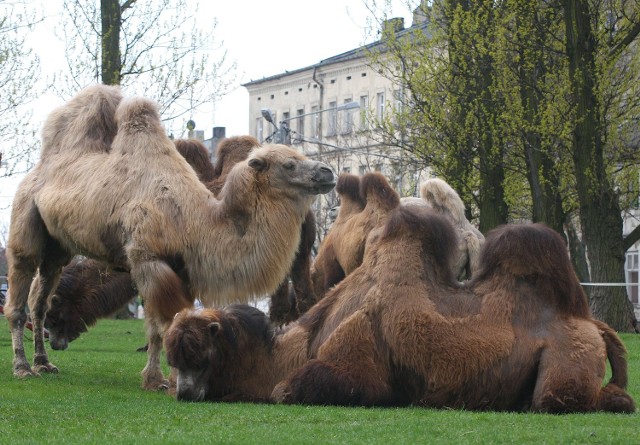 Wielbłądy można było spotkać na placu Pofranciszkańskim