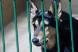 Te psy z wrocławskiego schroniska szukają domu. Pomóż! [ZDJĘCIA]